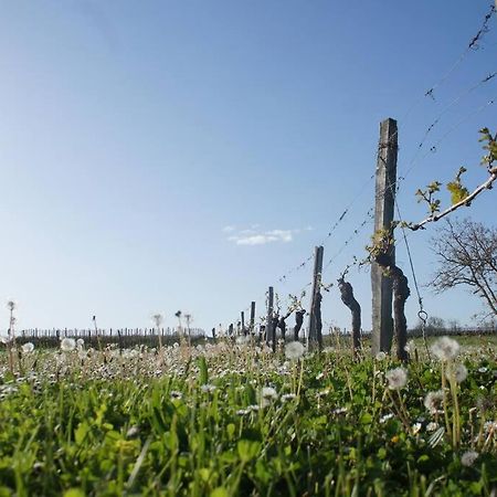 Entre Pierre Et Vigne - Charming Former Winery Farmhouse With Hot Tub & Swimming Pool Monestier  Εξωτερικό φωτογραφία
